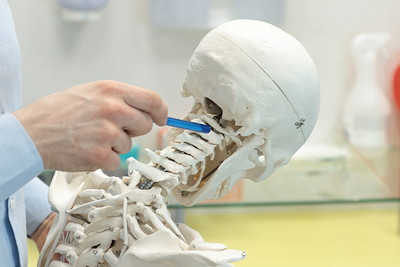 首の骨の模型