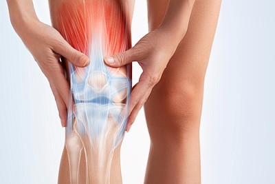 膝の靭帯のイメージ写真